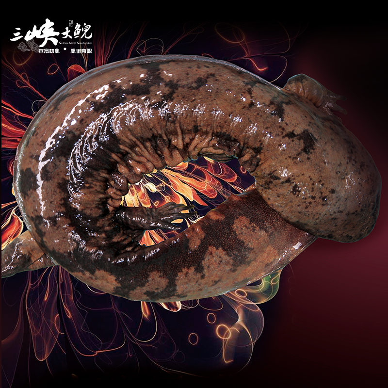 【有機認證】長(cháng)生走魚(yú)來(lái)自三峽庫區無(wú)人區和涵養區（長(cháng)生灣年產(chǎn)60萬(wàn)尾，長(cháng)生淀年產(chǎn)60萬(wàn)尾）