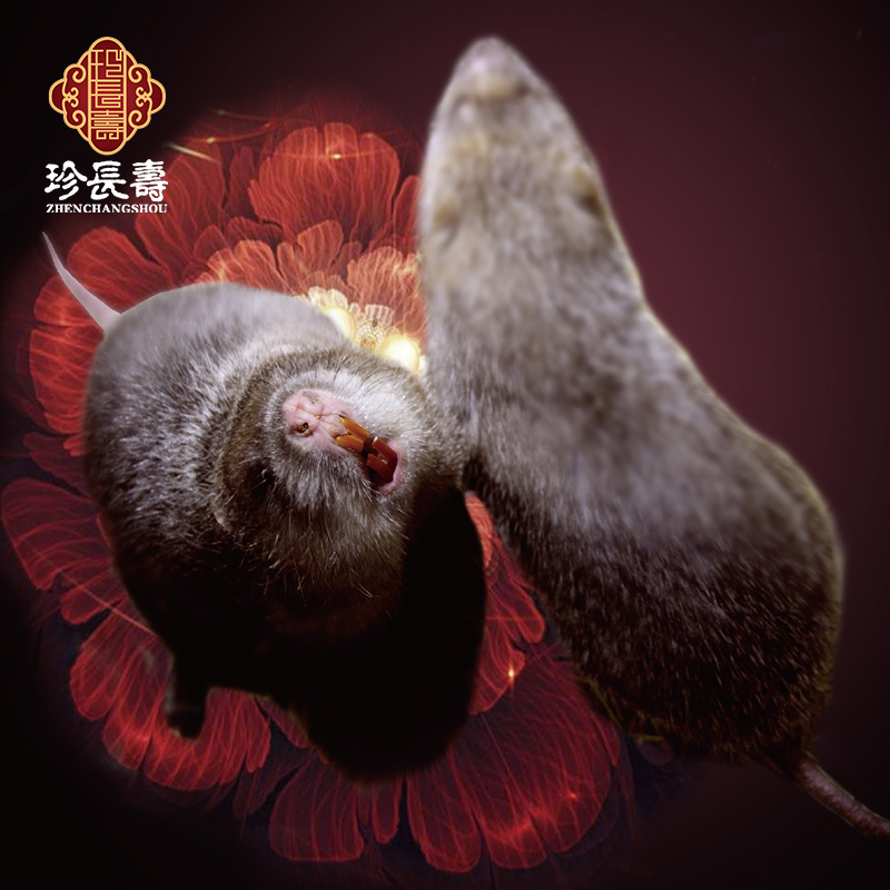 【有機認證】只吃竹子，不是鼠的“鼠”（長(cháng)生淀基地年產(chǎn)10萬(wàn)只）