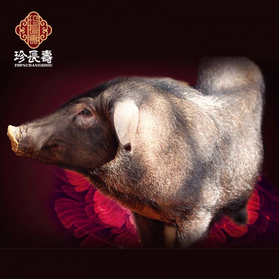 【有機認證】比羊吃草還多的豬，真正的食草豬（長(cháng)生淀年產(chǎn)3萬(wàn)頭）